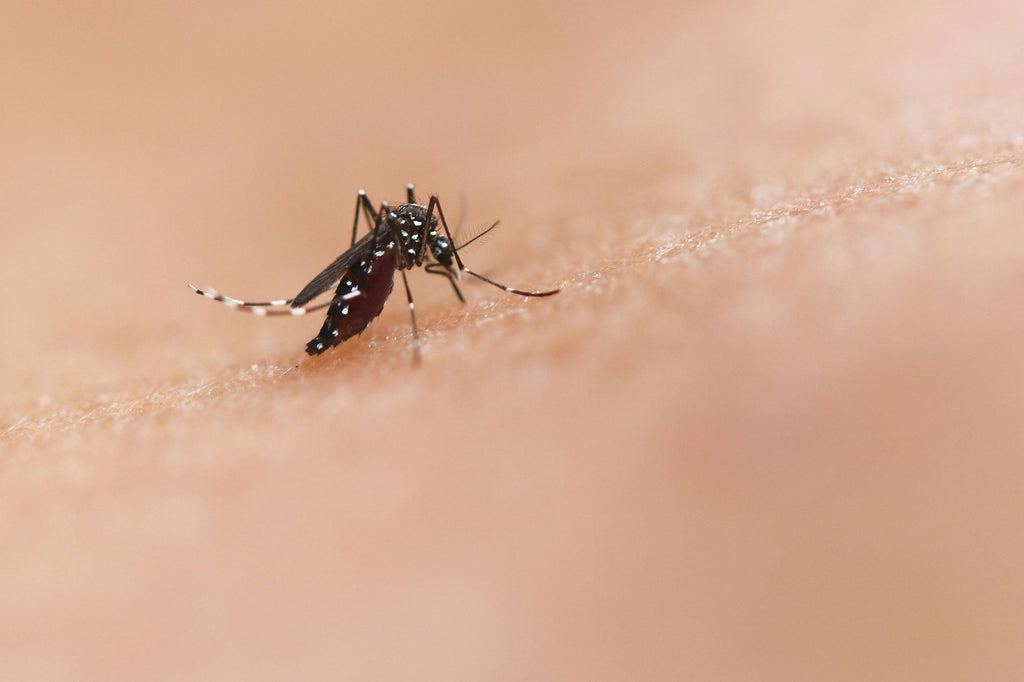 proteggere bambini dalle punture di zanzare - foto by National-Institute-of-Allergy-and-Infectious-Diseases